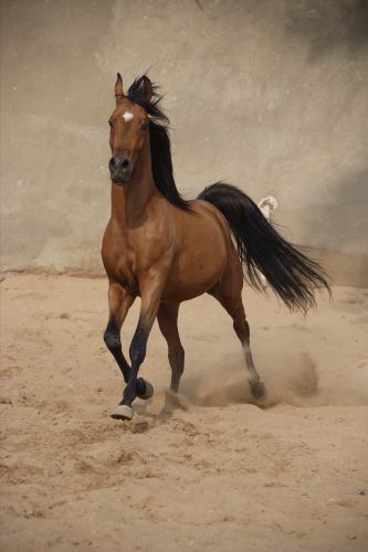 Araber Badwan14.JPG