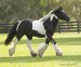 Toy trot MJB.jpg
